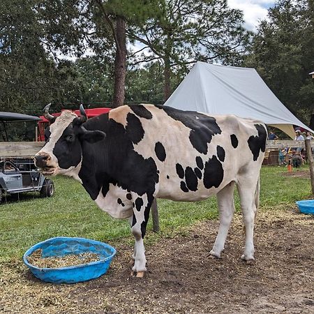Rooterville Animal Sanctuary Melrose Esterno foto