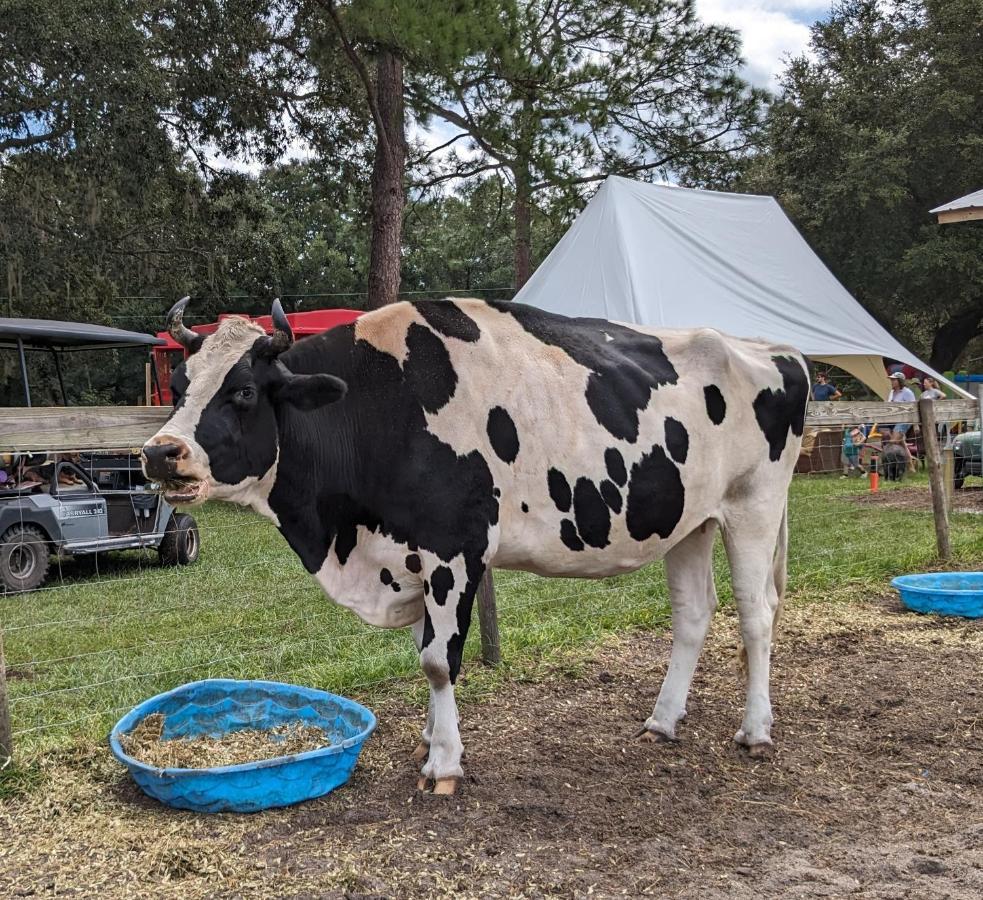 Rooterville Animal Sanctuary Melrose Esterno foto