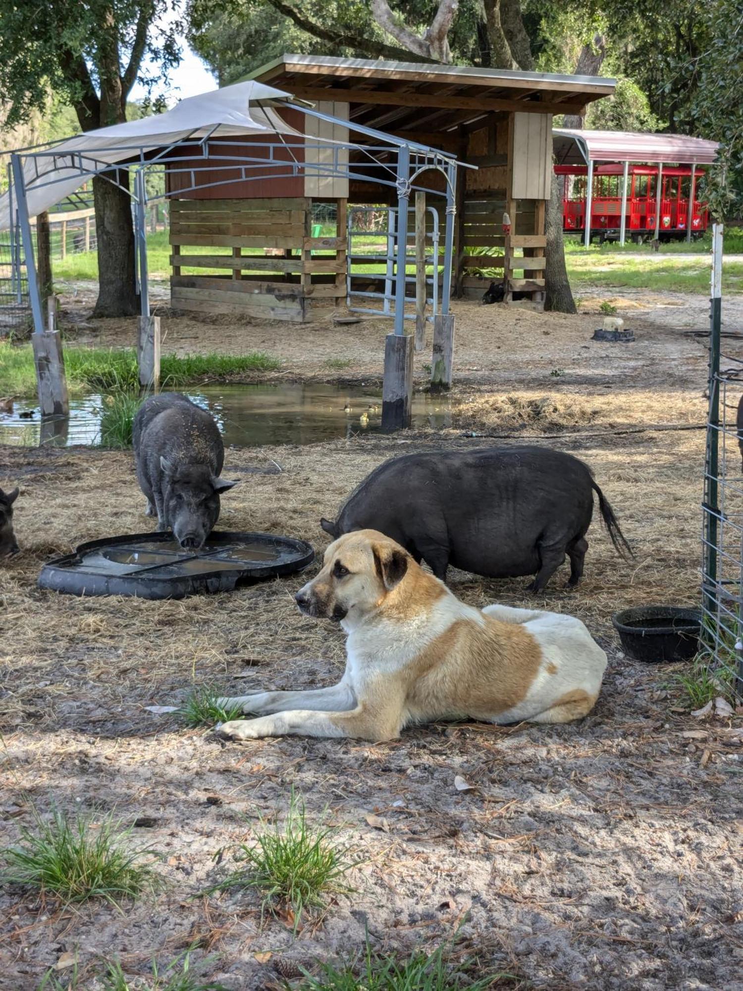 Rooterville Animal Sanctuary Melrose Esterno foto