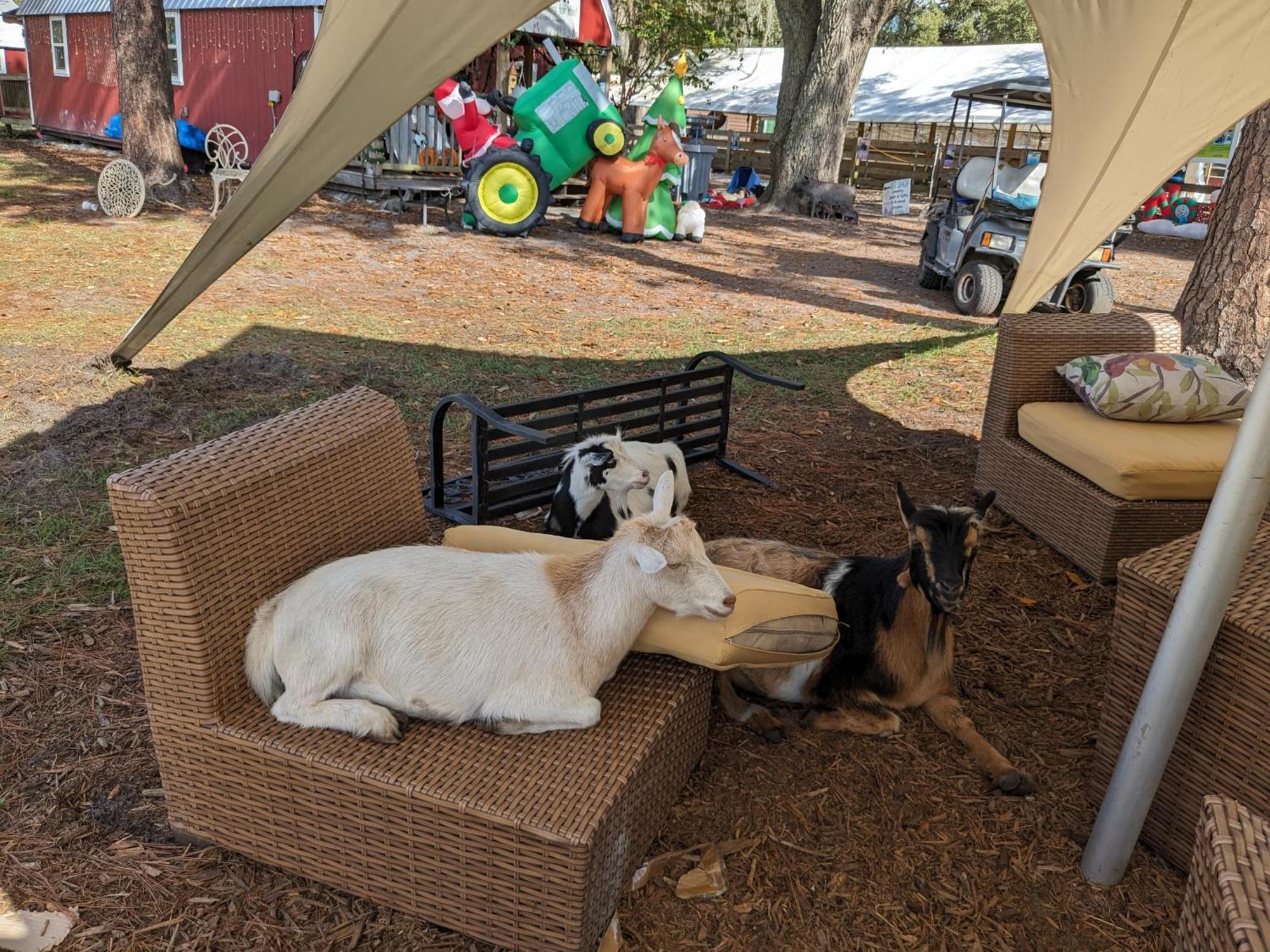Rooterville Animal Sanctuary Melrose Esterno foto