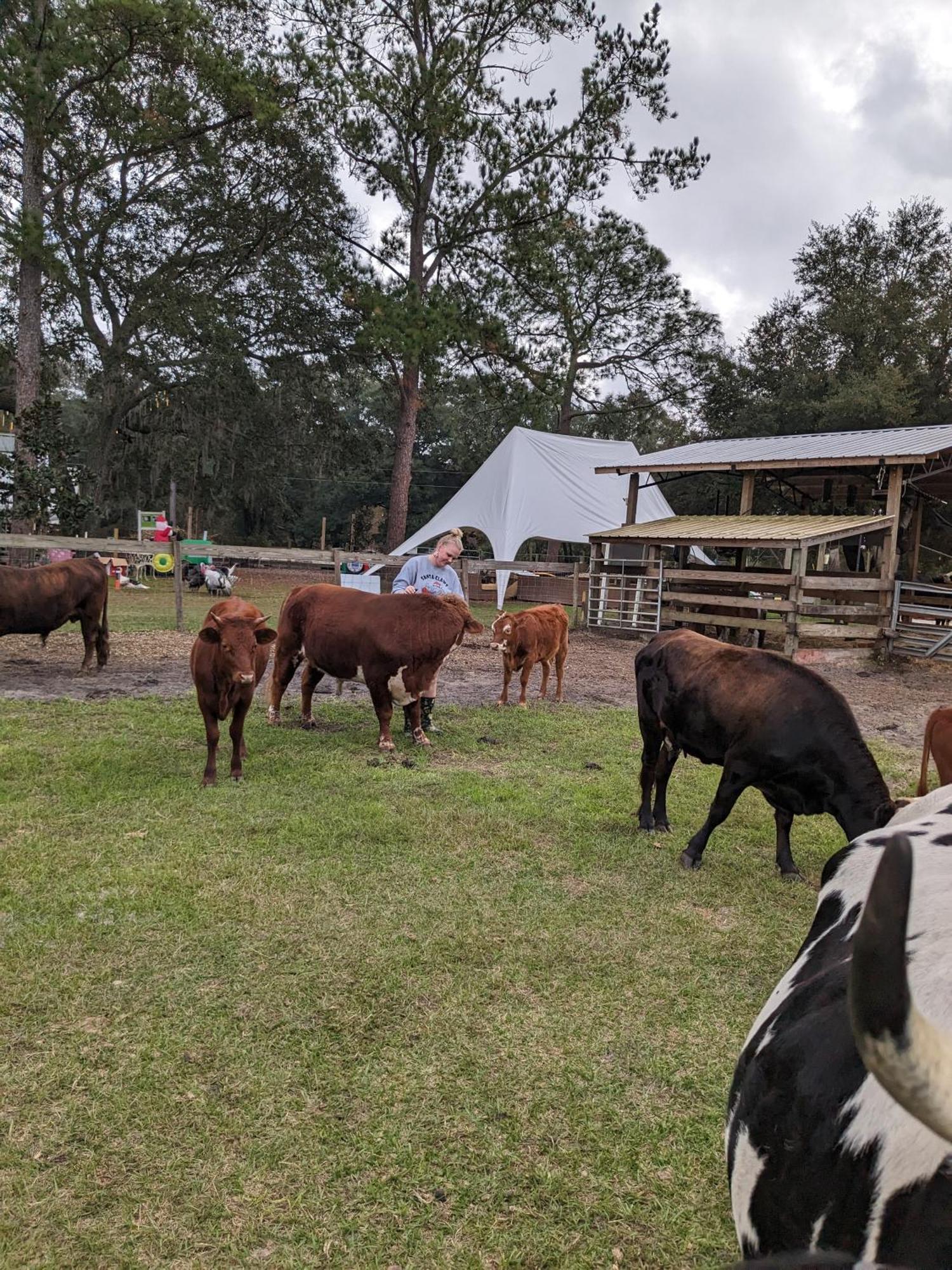 Rooterville Animal Sanctuary Melrose Esterno foto