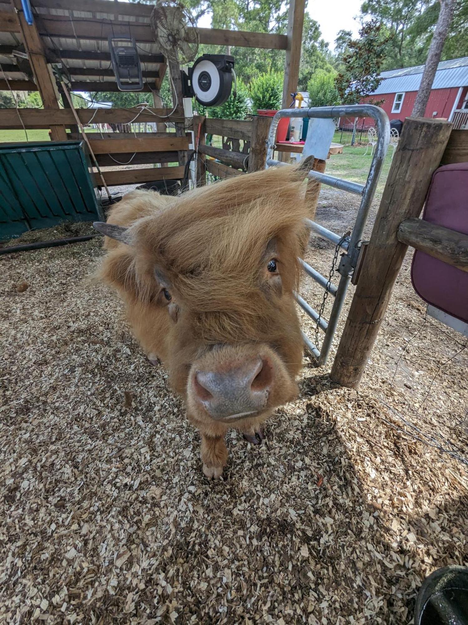 Rooterville Animal Sanctuary Melrose Esterno foto
