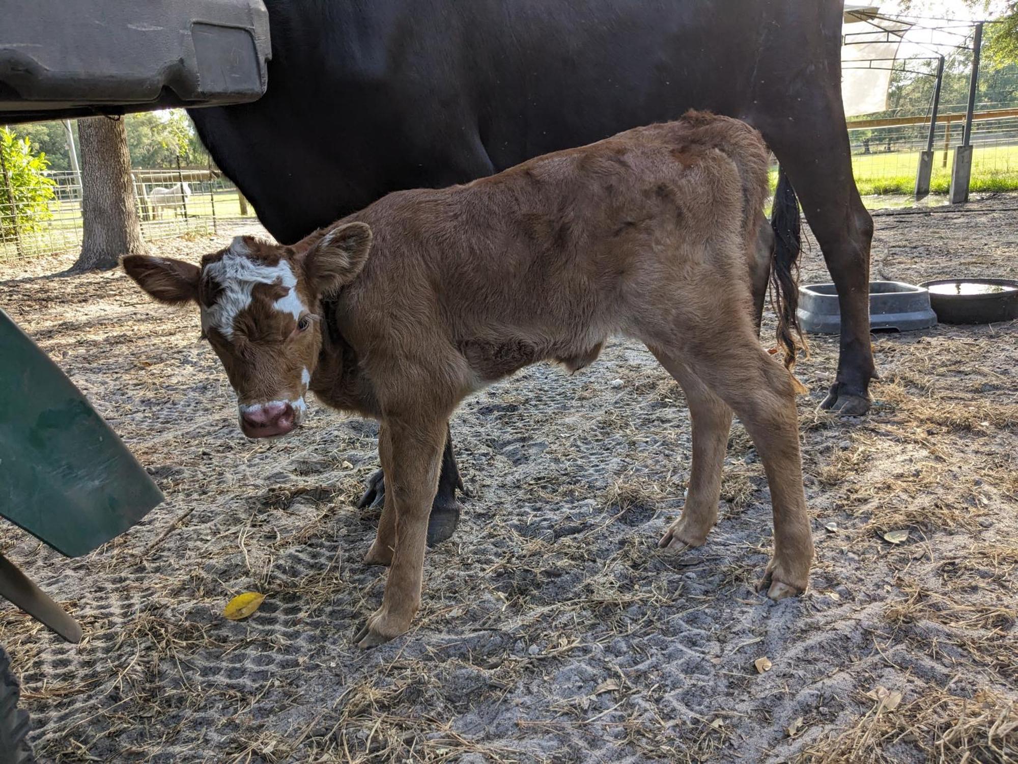 Rooterville Animal Sanctuary Melrose Esterno foto