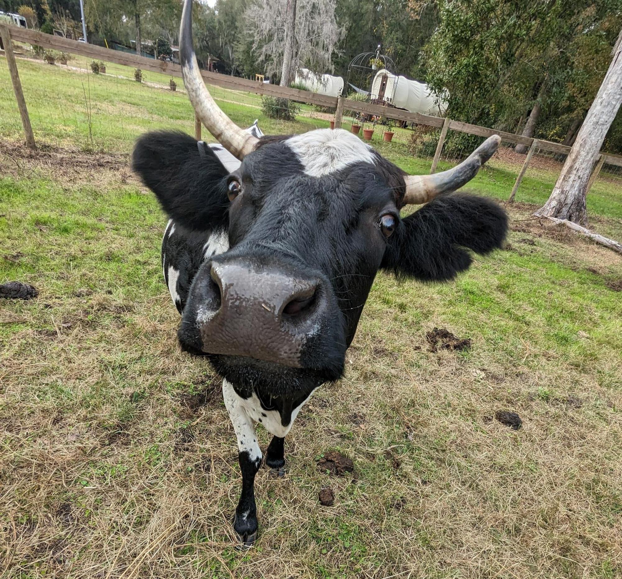 Rooterville Animal Sanctuary Melrose Esterno foto